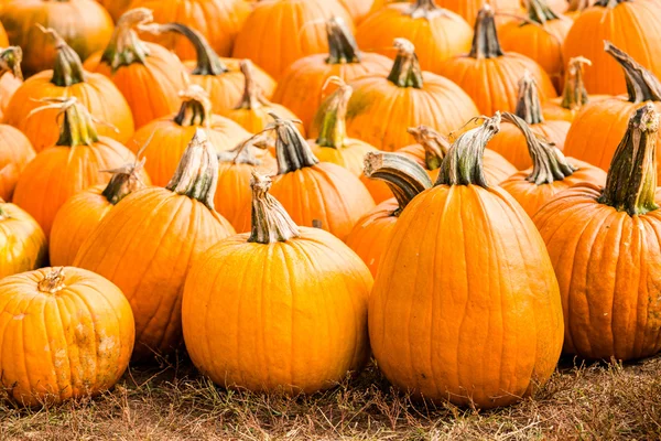 Pumpkin patch — Stockfoto