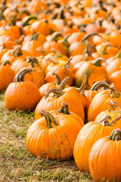 Pumpkin patch — Stockfoto