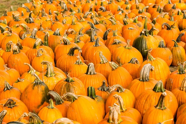 Pumpkin patch — Stockfoto