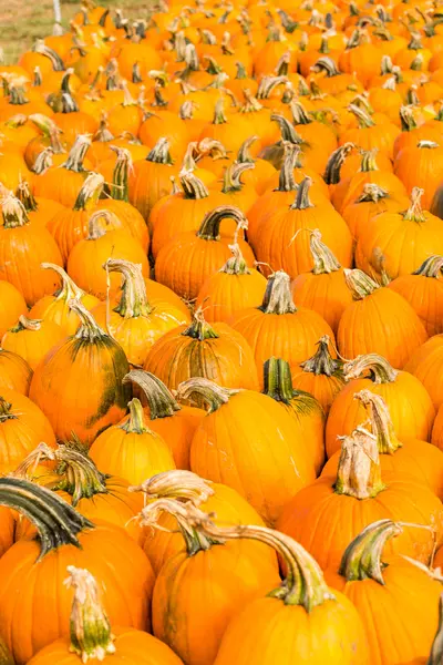 Pumpkin patch — Stockfoto