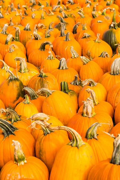 Pumpkin patch — Stockfoto