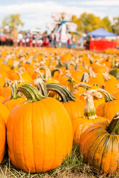 Parche de calabaza —  Fotos de Stock