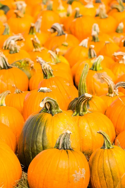 Pumpkin patch — Stockfoto