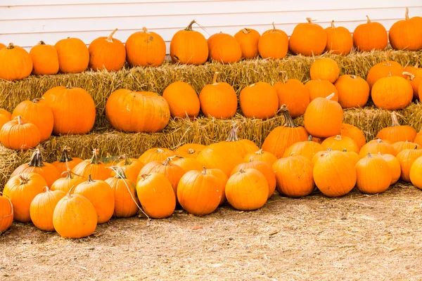 Pumpkin patch — Stock Photo, Image