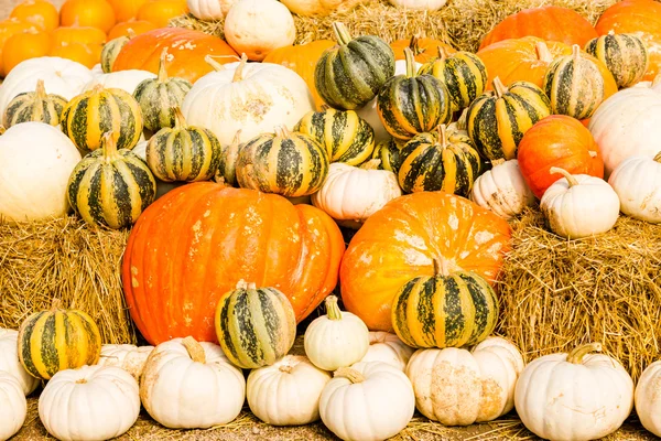 Patch di zucca — Foto Stock