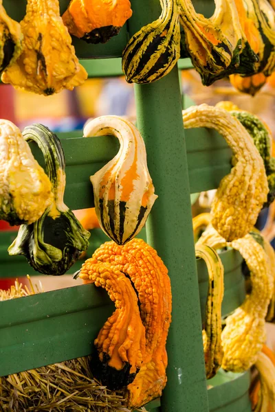 Pumpkin patch — Stock Photo, Image