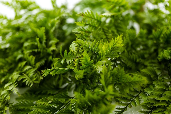 Zelené kapradí leafs — Stock fotografie