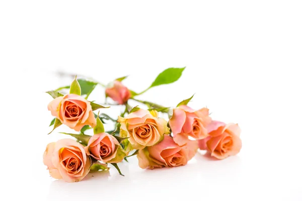 Pink roses — Stock Photo, Image