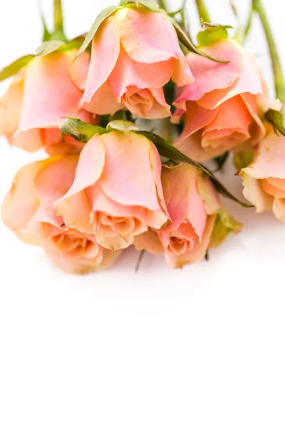 Pink roses — Stock Photo, Image