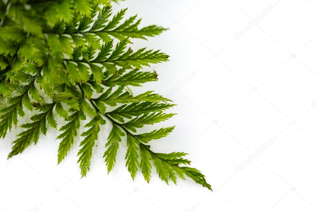 Green fern leafs