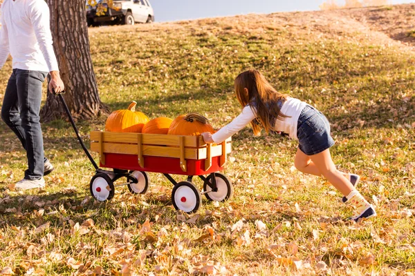 Girl helping to take large orange pumpkins home — Stock Photo, Image