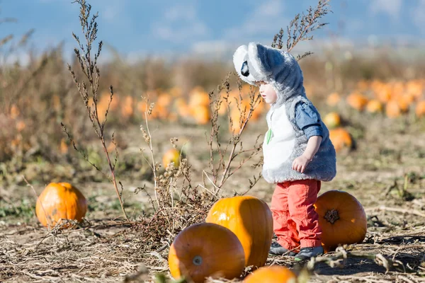 Sød knægt Halloween kostume - Stock-foto