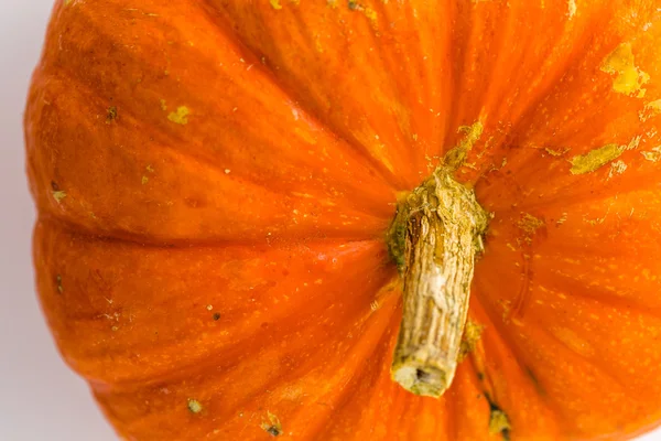 Taze turuncu kabak — Stok fotoğraf