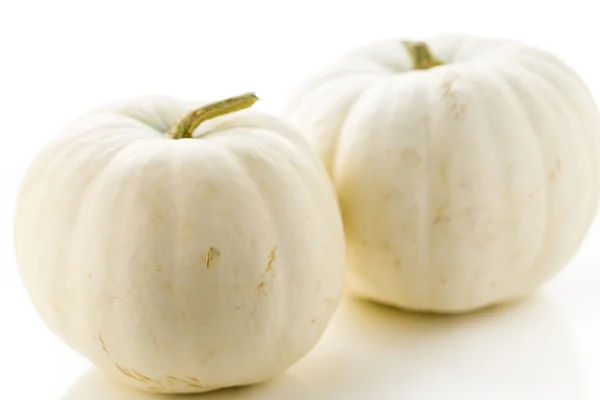 Calabazas blancas orgánicas — Foto de Stock