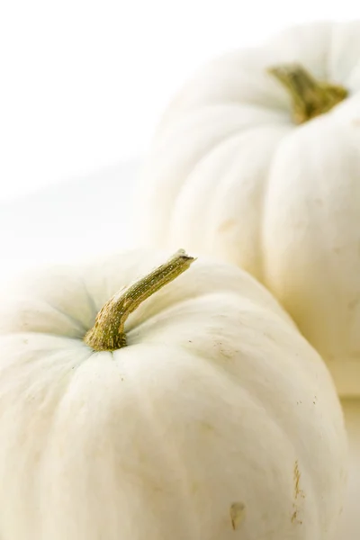 Organische witte pompoenen — Stockfoto