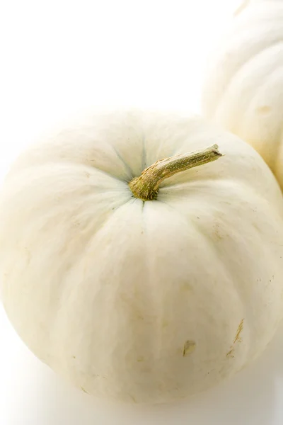 Calabaza orgánica blanca — Foto de Stock