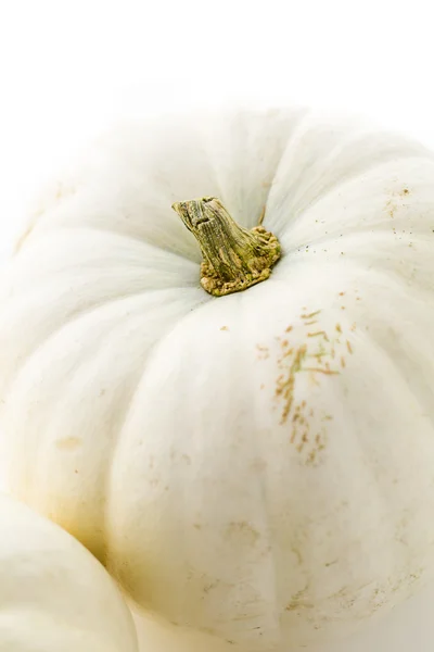 Calabaza orgánica blanca —  Fotos de Stock