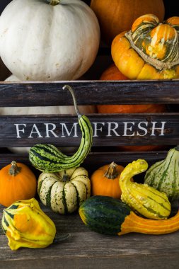 Taze organik kabaklar