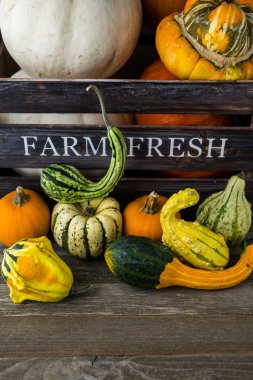 Taze organik kabaklar