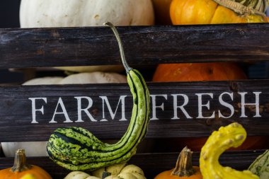 Taze organik kabaklar