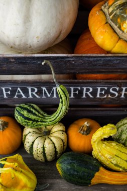 Taze organik kabaklar