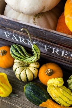 Taze organik kabaklar