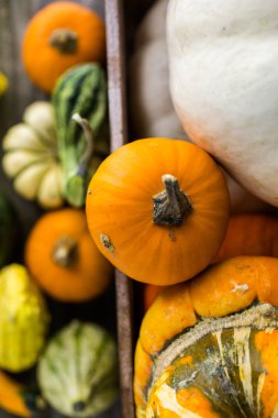 Taze organik kabaklar