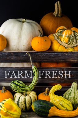 Taze organik kabaklar