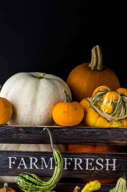 Taze organik kabaklar