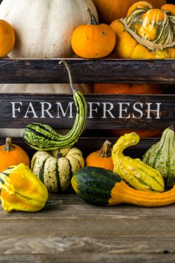 Taze organik kabaklar