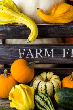 Taze organik kabaklar