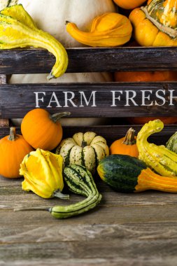 Taze organik kabaklar