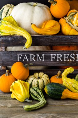 Taze organik kabaklar