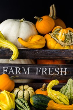 Taze organik kabaklar