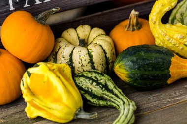 Taze organik kabaklar