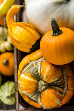 Taze organik kabaklar