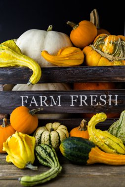 Taze organik kabaklar