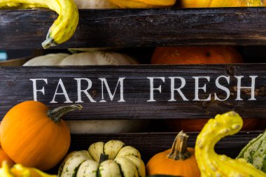 Taze organik kabaklar