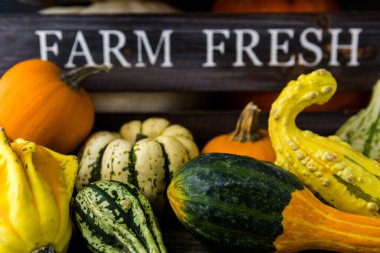 Taze organik kabaklar