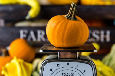 Taze organik kabaklar