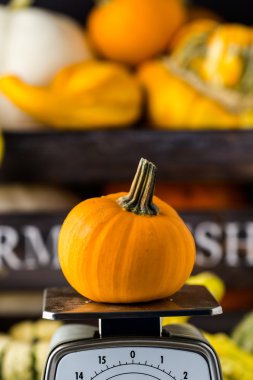 Taze organik kabaklar