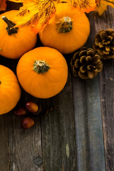 Bio-Orangenkürbisse — Stockfoto