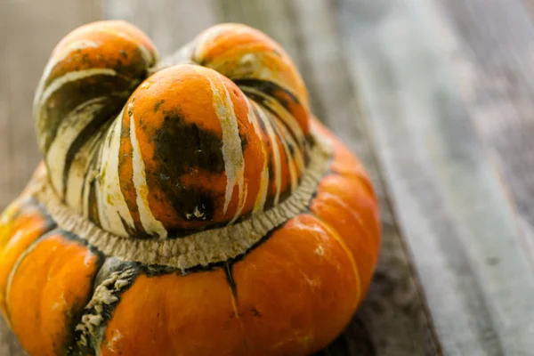 Ekologisk orange pumpa — Stockfoto