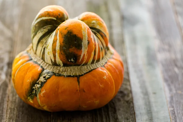 Ekologisk orange pumpa — Stockfoto