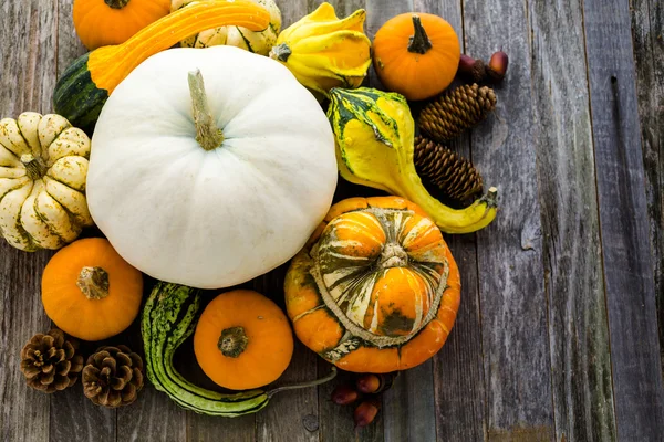 Fresh organic pumpkins — Stock Photo, Image