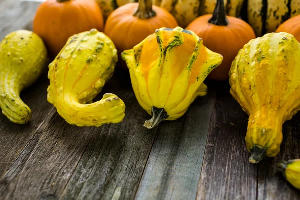 Calabazas ecológicas — Foto de Stock