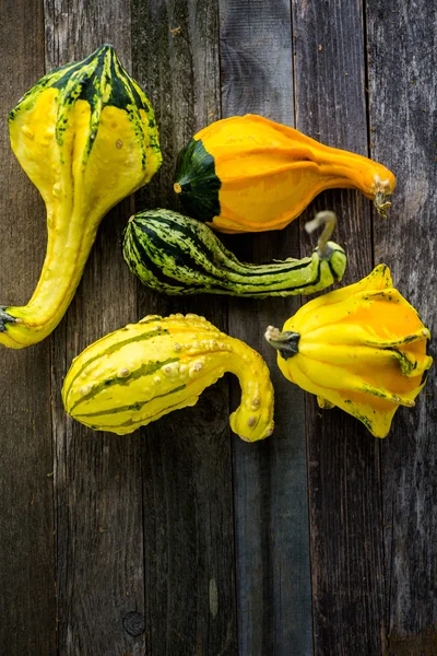 Frische Bio-Kürbisse — Stockfoto