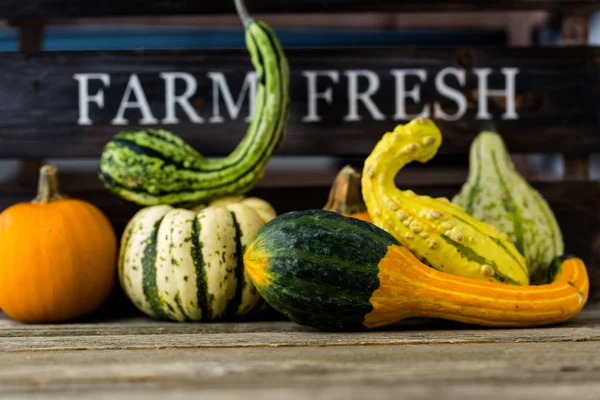 Fresh organic pumpkins — Stock Photo, Image