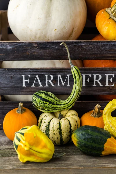 Fresh organic pumpkins — Stock Photo, Image