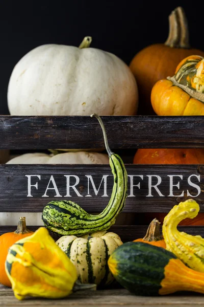 Fresh organic pumpkins — Stock Photo, Image